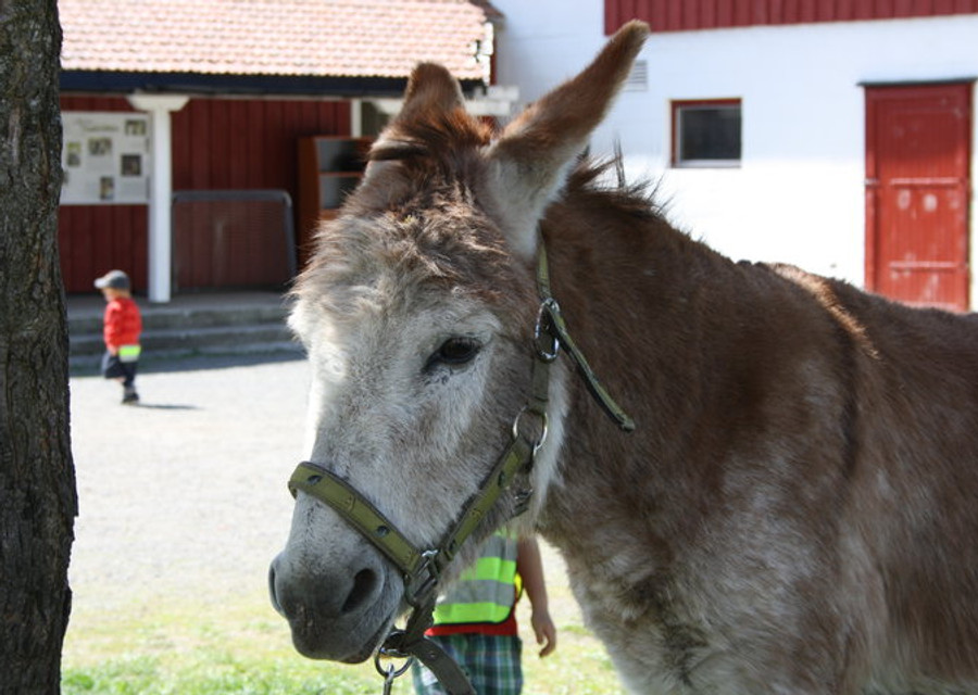 Esel ved låven